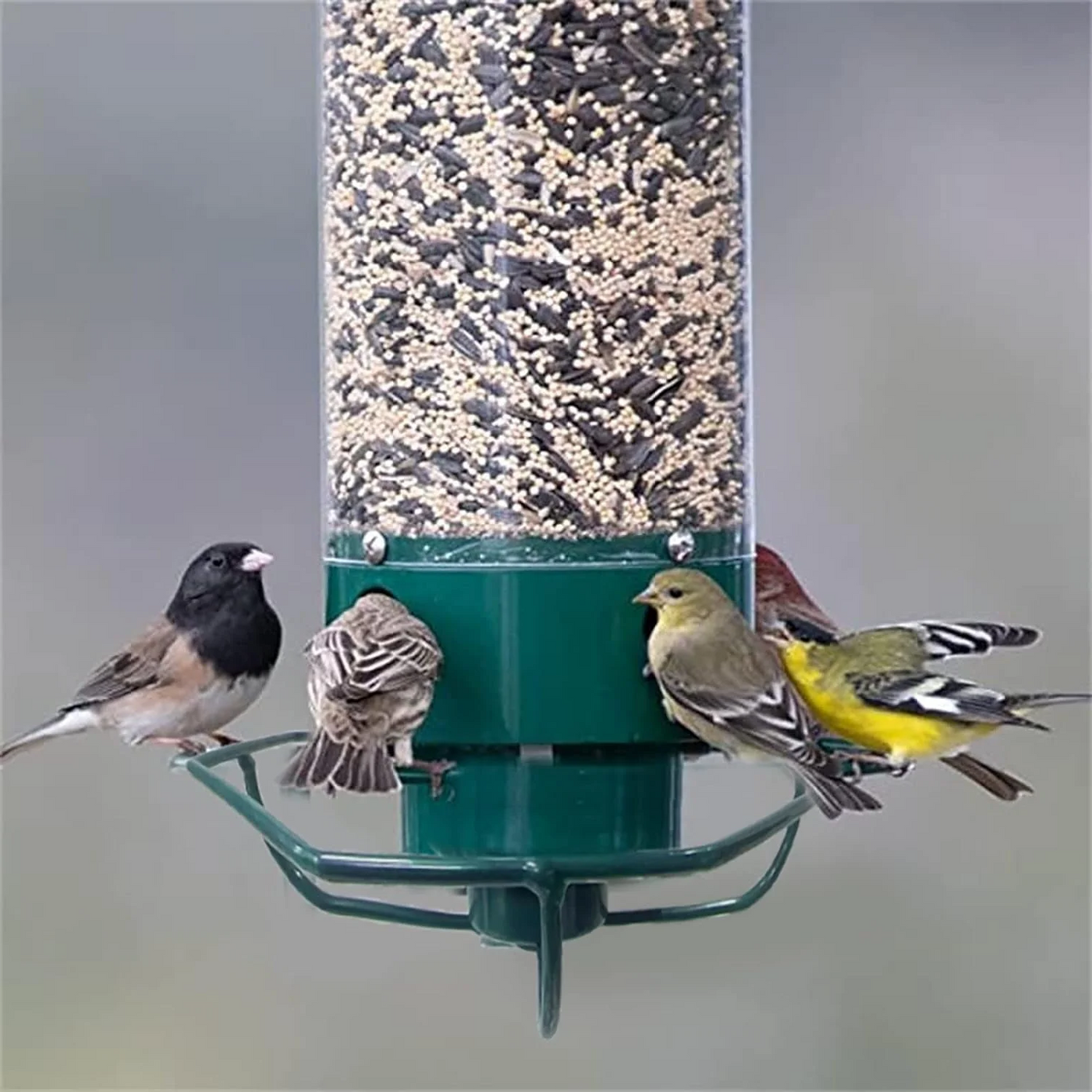 Squirrel Proof Bird Feeder with Multi-Feeding Ports